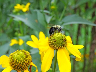 Agriculture animal arthropod