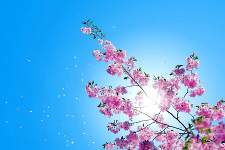 Blossom blue sky branch photo