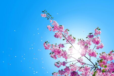 Blossom blue sky branch