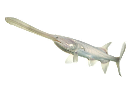 American paddlefish leucistic-1 photo