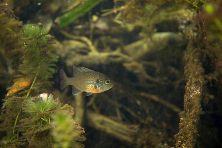 Juvenile Spotted sunfish in clear water