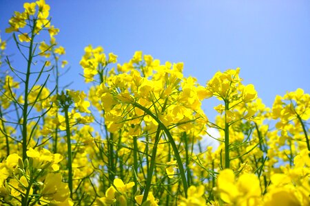 Yellow flowers plant photo