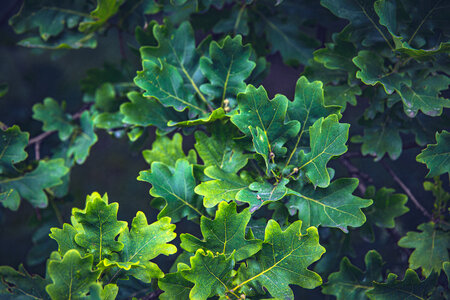 Green Oak Twigs photo