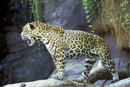 Mammal predator carnivore photo