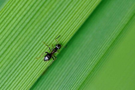 Animal ants arthropod photo
