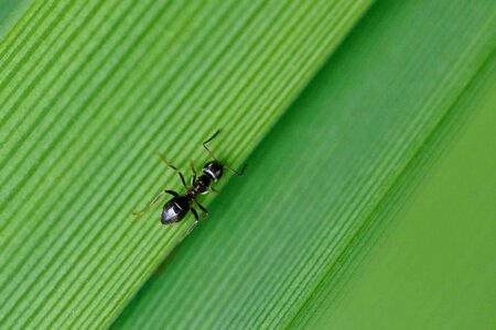 Animal ants arthropod