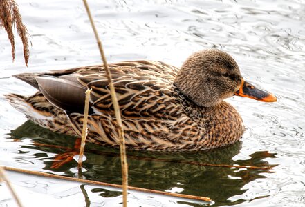 Water bird poultry