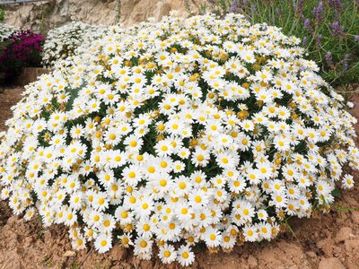 Composites ornamental plant pointed flower