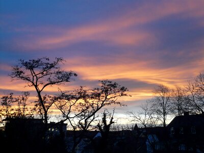 Afterglow tree abendstimmung photo