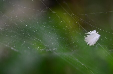 Feather spiderweb nature