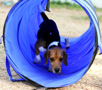 Beagle Tricks Dog Show photo