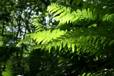 Sunlight bright woods