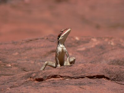 Animal wildlife rock