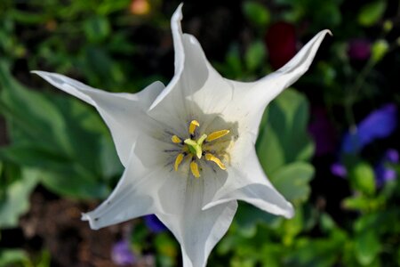 Flower Garden petals pistil