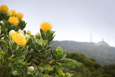 Flowers beautiful nature