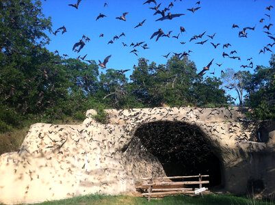 Bats emerging from Chiroptorium photo