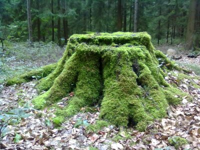 Green sparse woods demolition photo