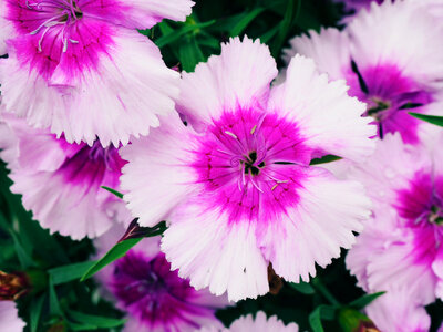 Purple & Pink Flowers photo