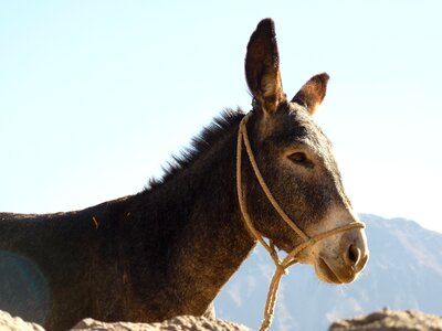 Donkey animal beast of burden