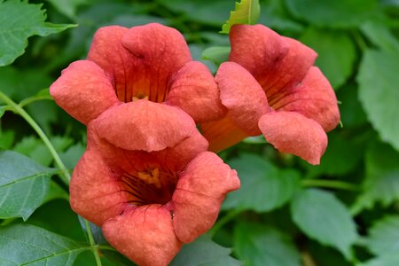 Flower flower bud red
