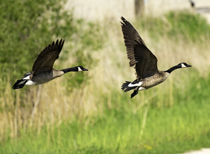 Two Canadian Geese Taking Off photo