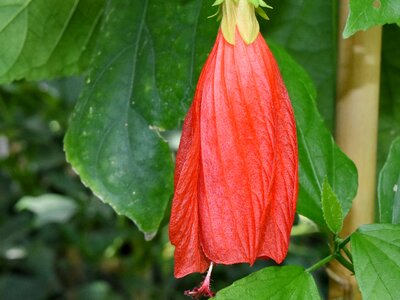 Flower Bud flower garden hibiscus