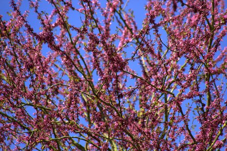 Flowers violet spring
