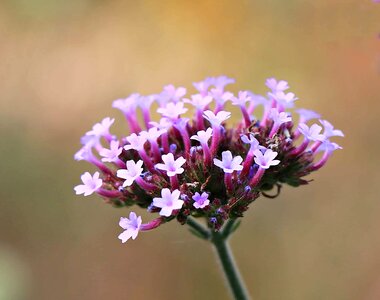 Beautiful Flowers blooming blossom photo