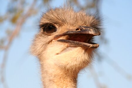 Ostrich nature head