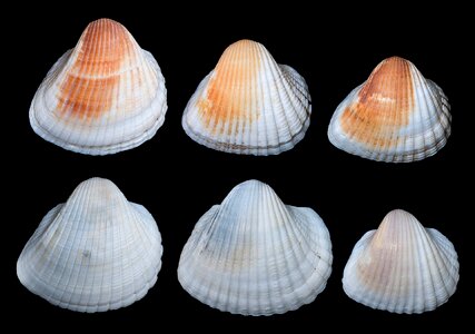 Seashell isolated macro