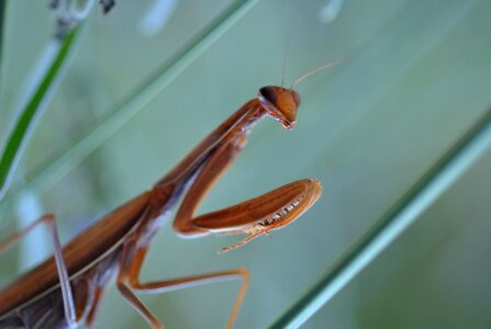 Insect green prayers