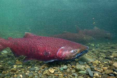 Chinook salmon-3