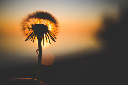 Silhouette of Dandelion Behind Sun photo