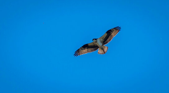 Osprey soaring