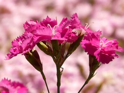 Flower flora pink