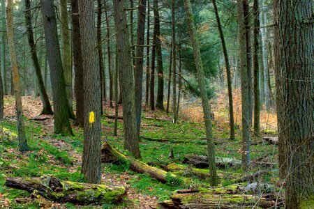 Branch conifer dawn photo