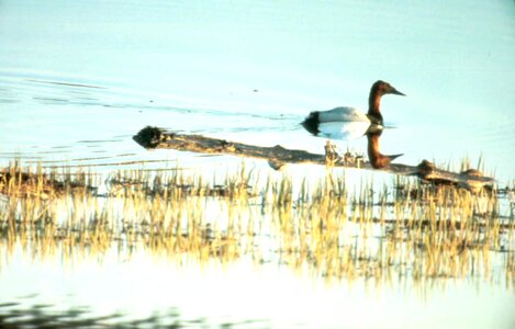 Bathe canvas duck photo