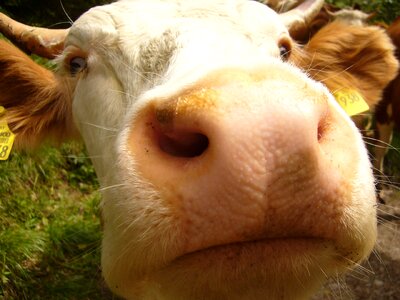 Close up nose portrait photo