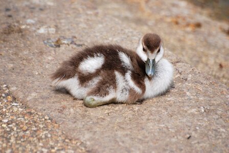 Gosling chick bird