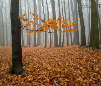 Tree winter leaves photo