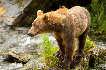 Kodiak brown bear standing on rocks
