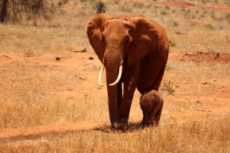 Kenya tsavo safari