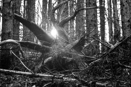 Sonner mood black white
