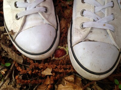 Chestnut path autumn leaves photo