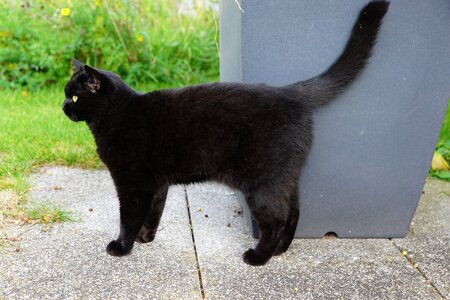 Superstition young mieze