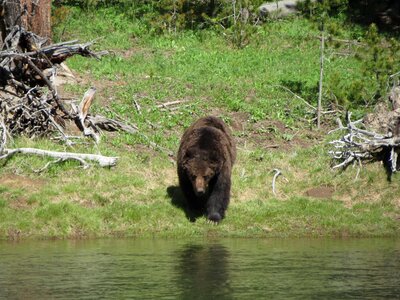 Animal wildlife wild