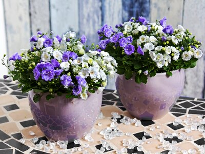 White flora fauna