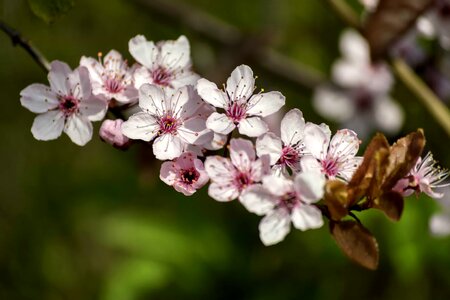 Beautiful beautiful flowers biology