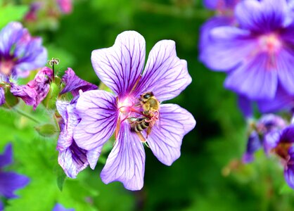 Beautiful Photo bee flower photo