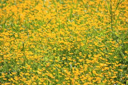 Meadow with lots of yellow flowers